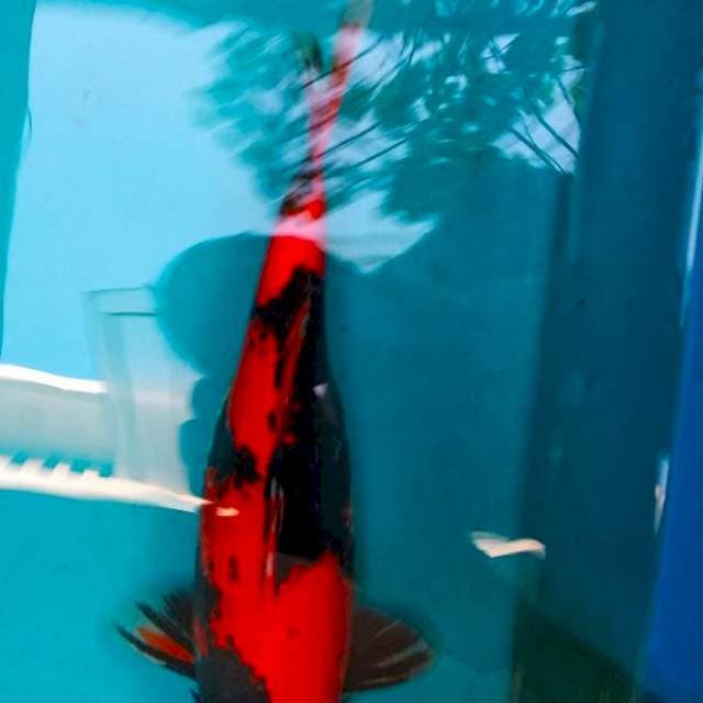 Hi Showa Utsuri