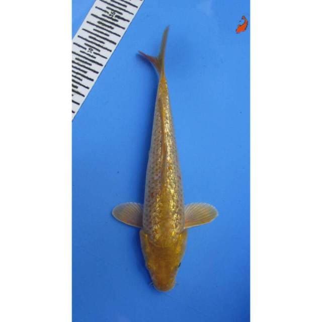 Midorigoi gindrin 26 cm