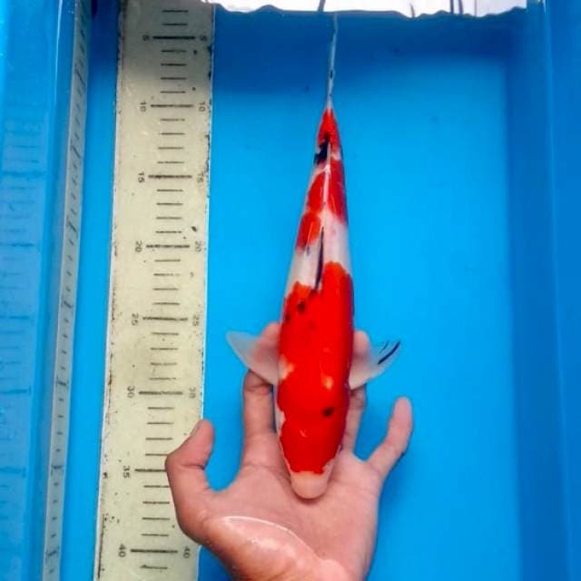 Sanke Kwalitar Merah bibir Perawan