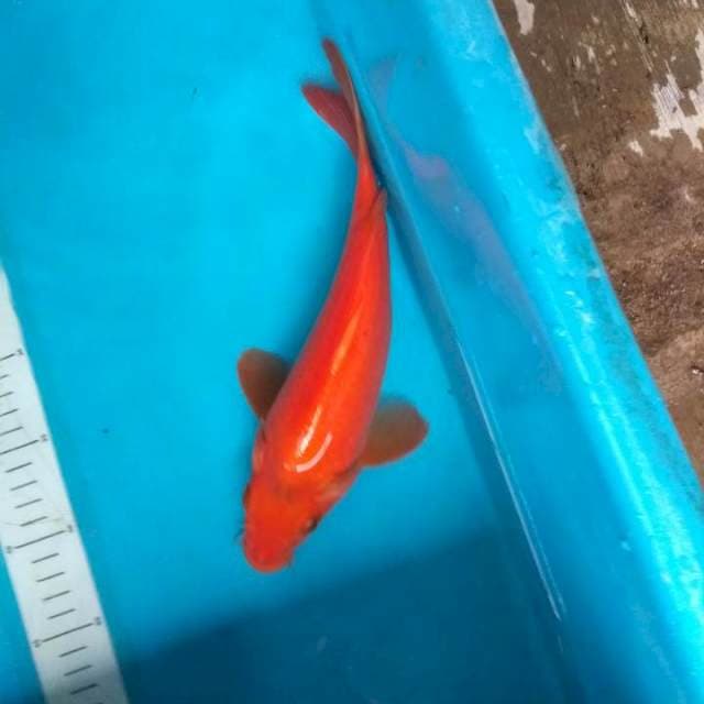 Benigoi punuk #30cm