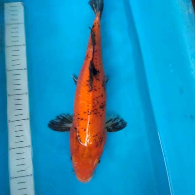 Kawarimono #38cm