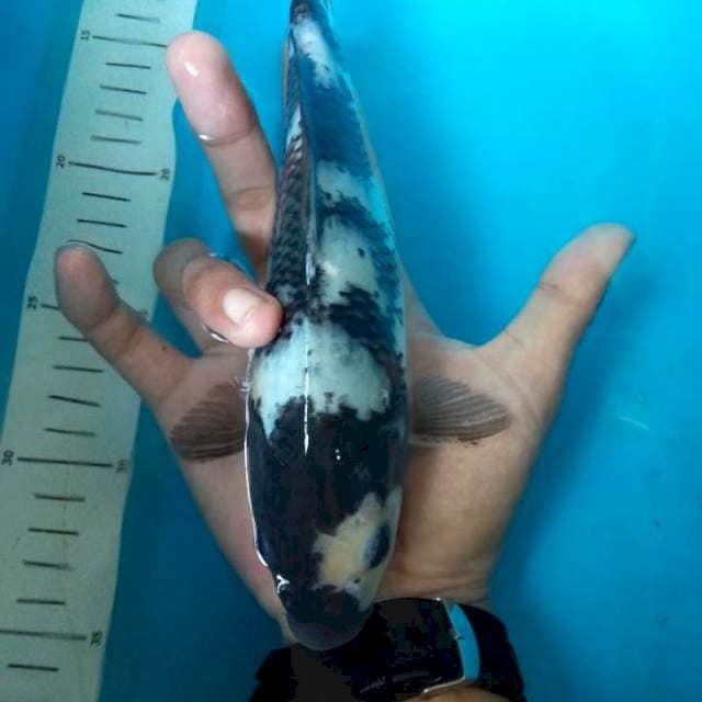 Shiro Male #25cm