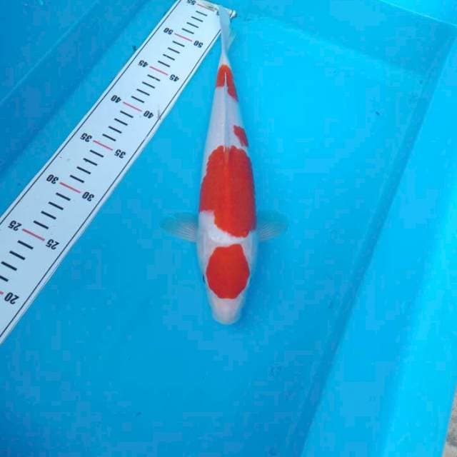 NJK - MARUTEN KOHAKU