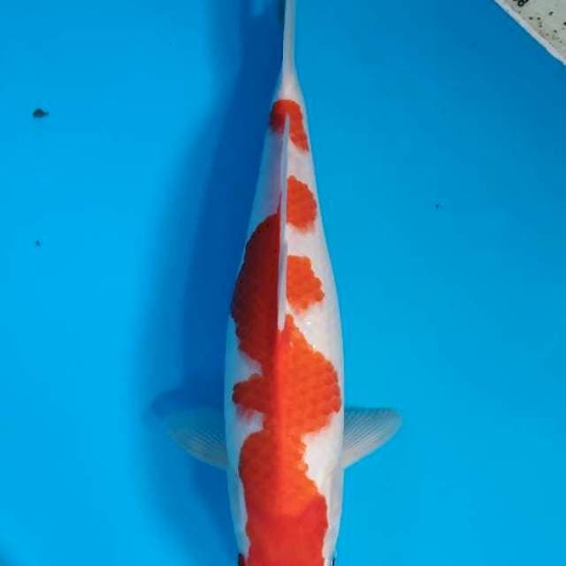 Kohaku