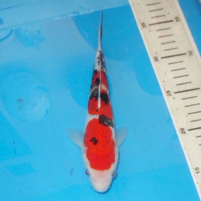 SANKE SANSHOKU