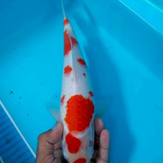 Kohaku trotol antik