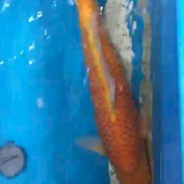 Karasi jumbo