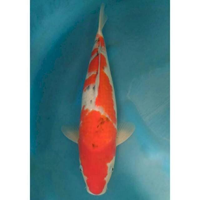 Okawa Jumbo Sanke