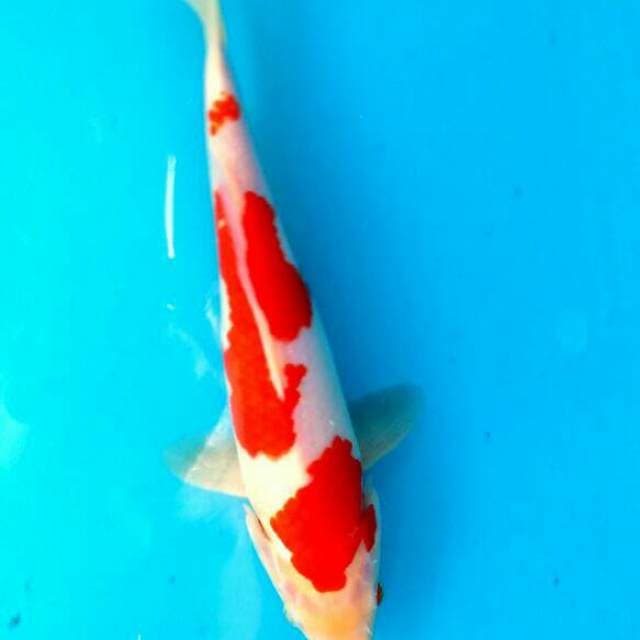 Kohaku 23cm