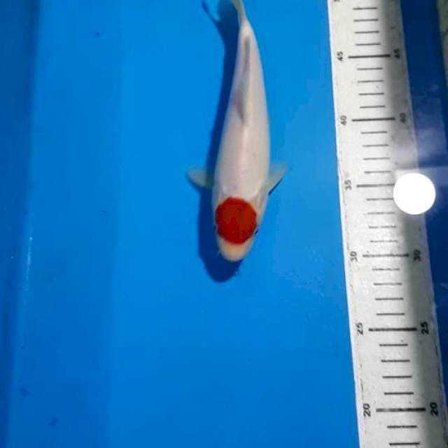 TANCHO KOHAKU 22 CM