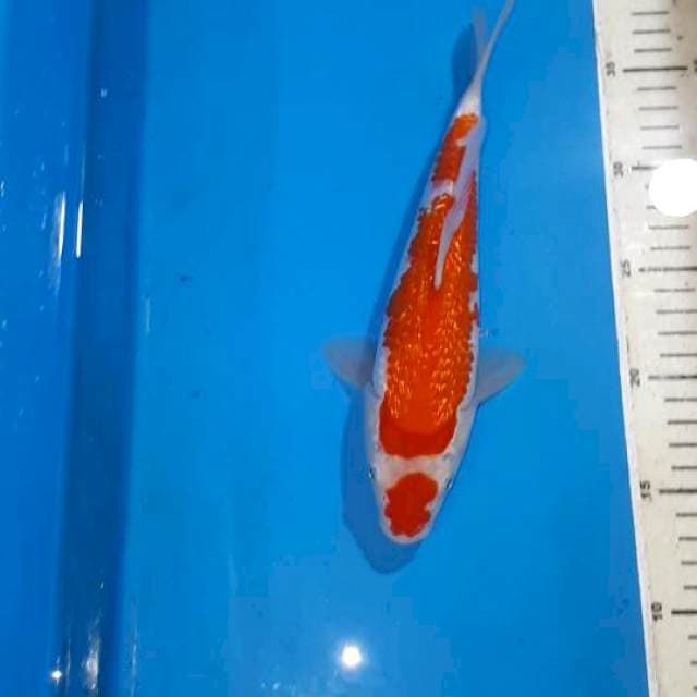 MARUTEN KOHAKU GINDRIN 25 CM