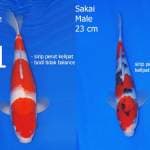 Kohaku sanke sakai