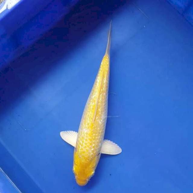 Ogon F1 Ginrin