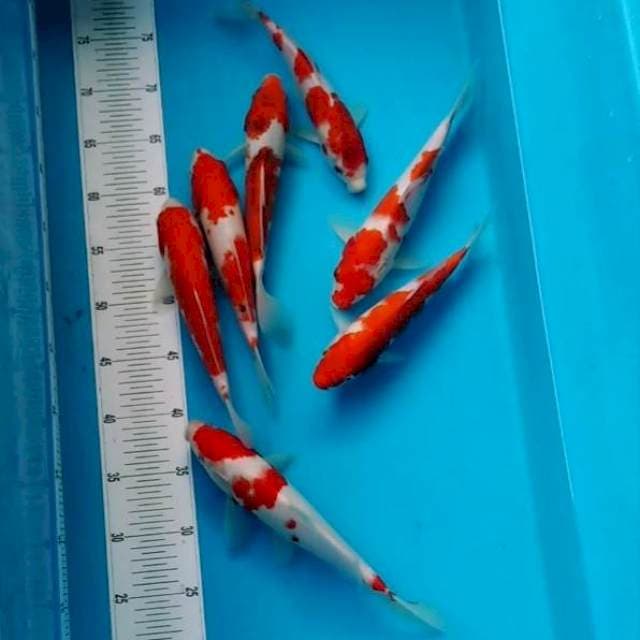 Paket kohaku dan aigoromo 7 ekor 