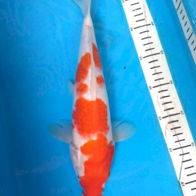 KOHAKU BAKAT JUMBO