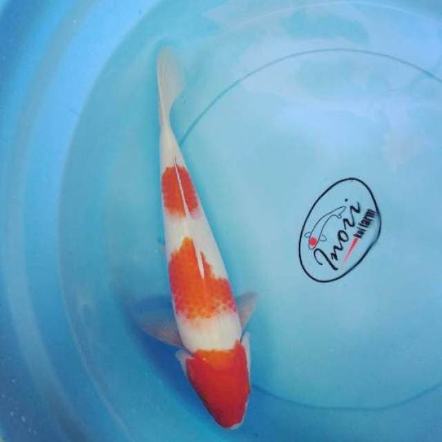 Kohaku 30cm
