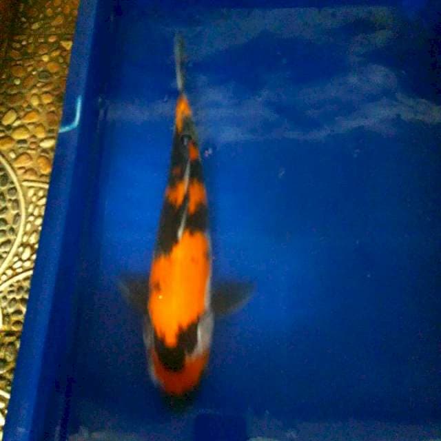 Showa bagus 38 cm