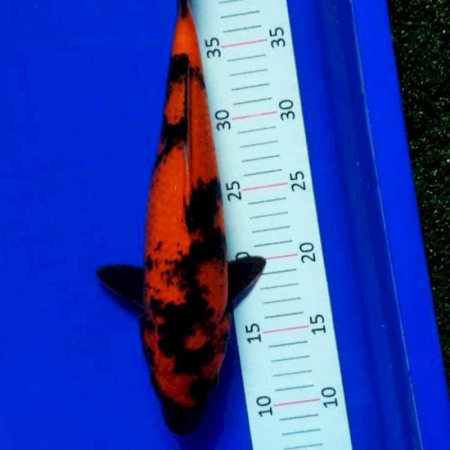 Hi utsuri, 34 cm