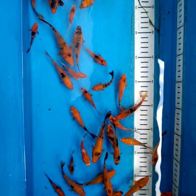 Paket kawari 40ekor