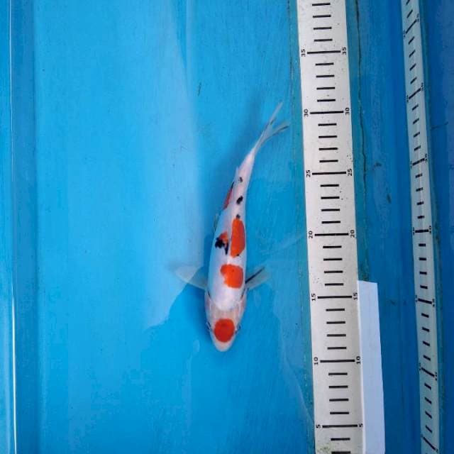 Maruten sanke