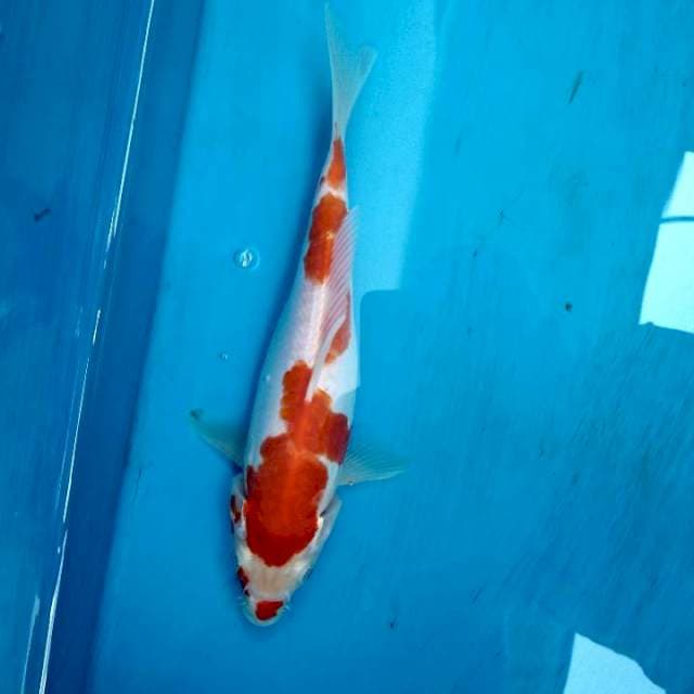 Kohaku kucibeni