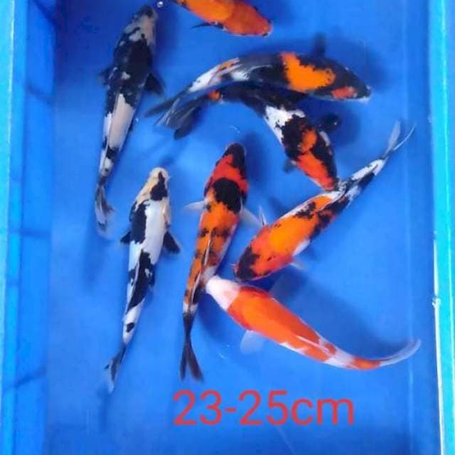 paket 8 ekor