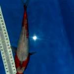 Koshuwi 24 cm