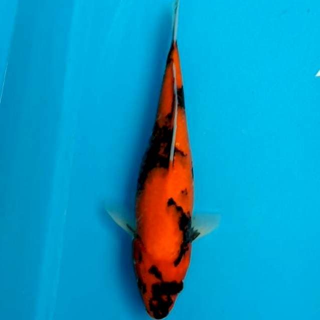 Hi showa bagus 30cm