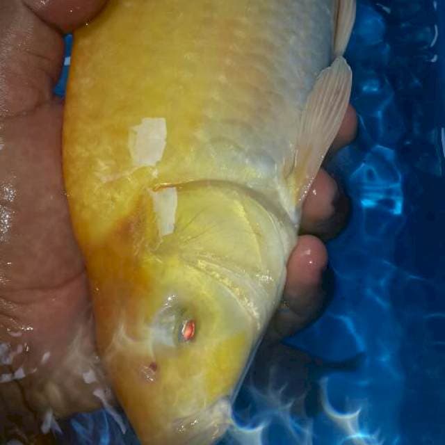 Karasi mata merah bulki