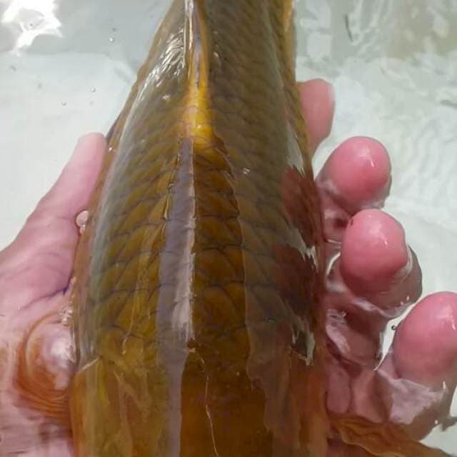 Cagoi