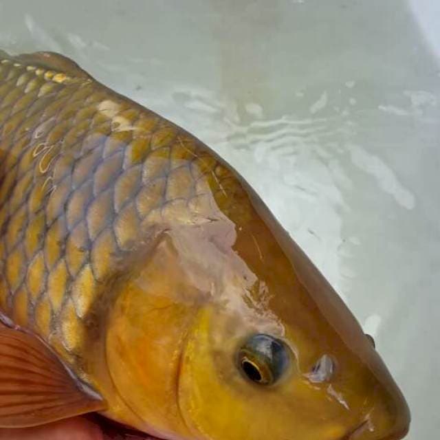 Cagoi bulki