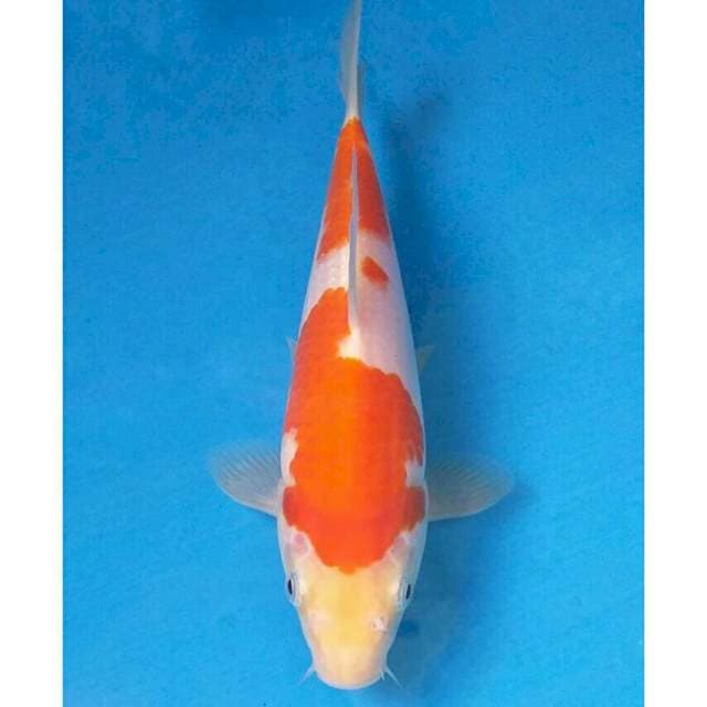 Okawa Kohaku
