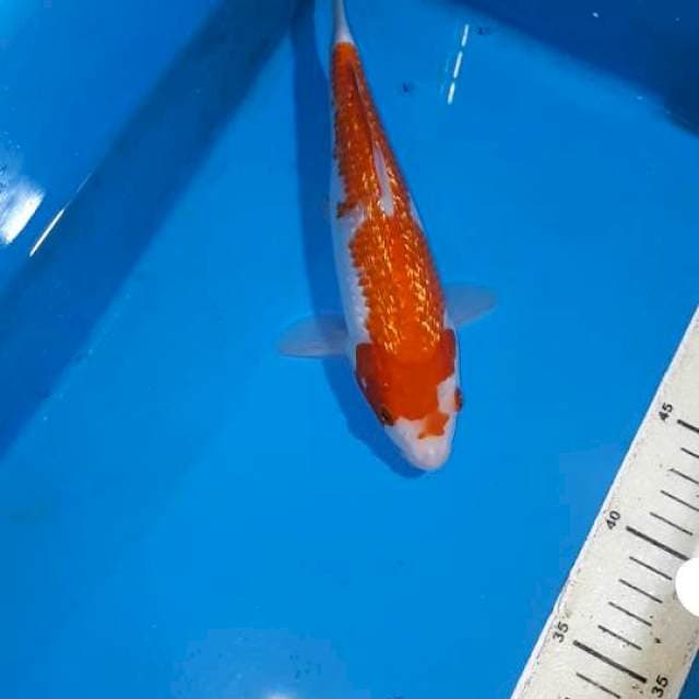 KOHAKU GINDRIN 24 CM