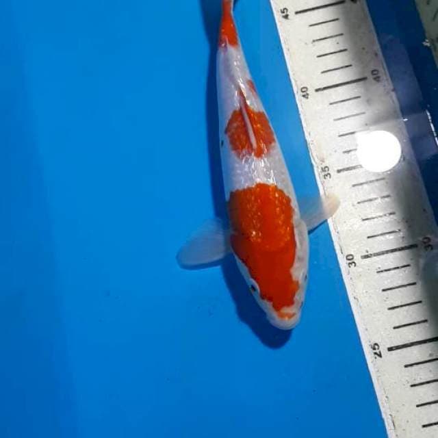 KOHAKU GINDRIN 23 CM