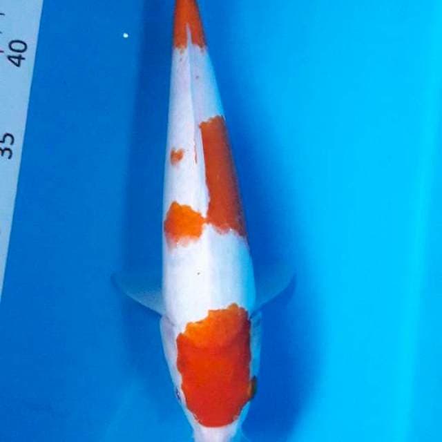 KOHAKU