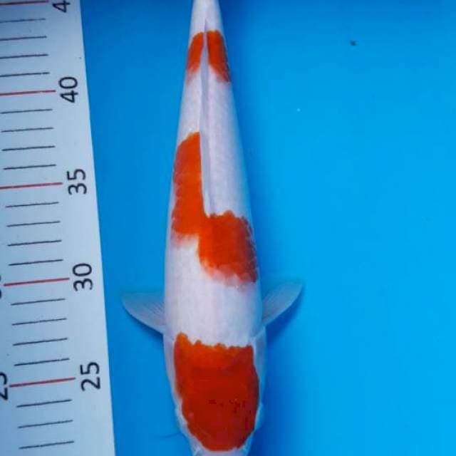 KOHAKU