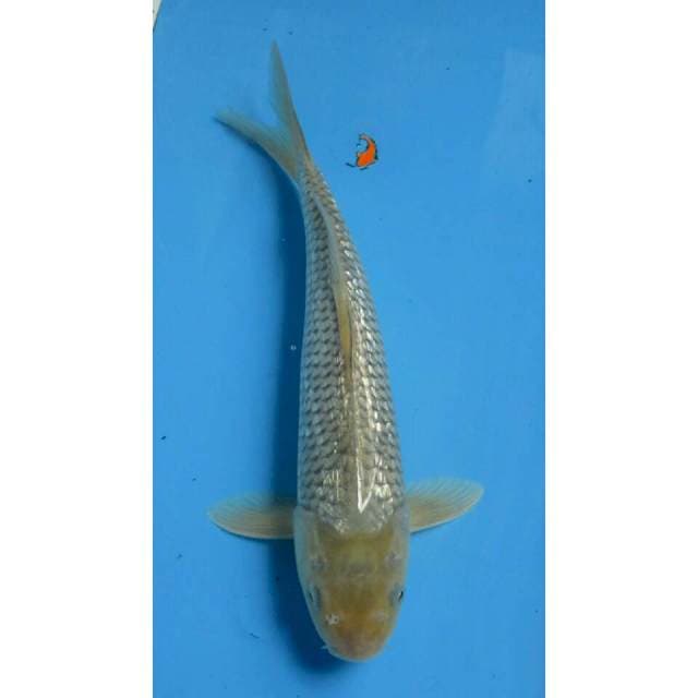 SORAGOI GINDRIN 28CM