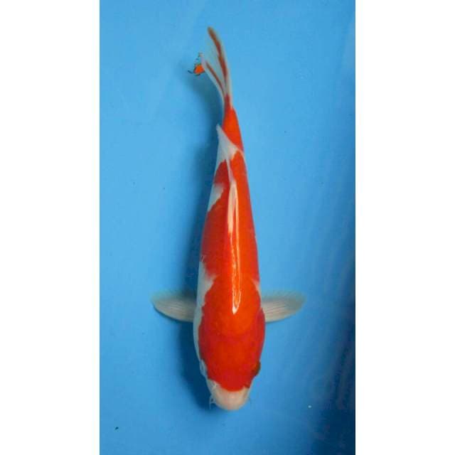 KOHAKU 27CM