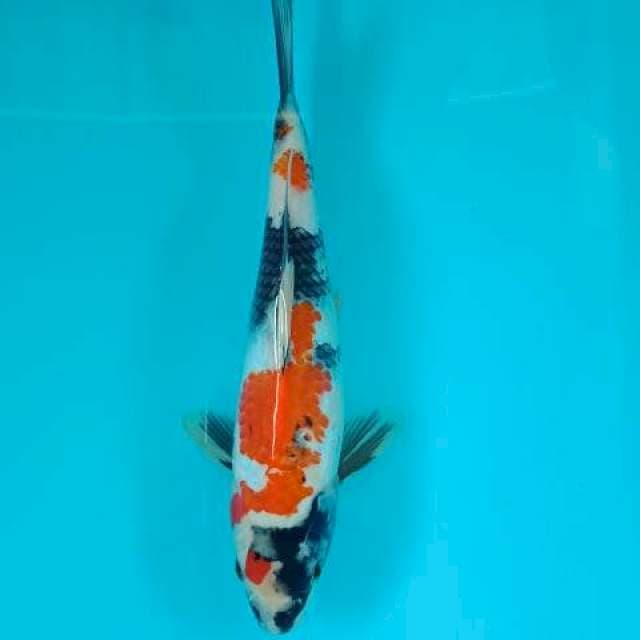 Showa kindai 27 cm