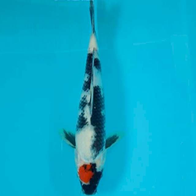 Tancho showa 27 cm