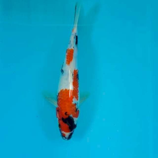 Showa 27 cm