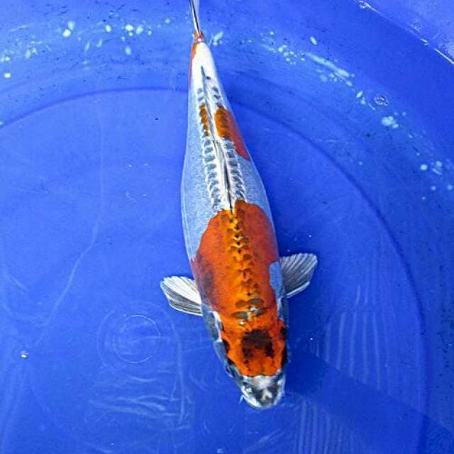 Beni kikokuryu ±34cm