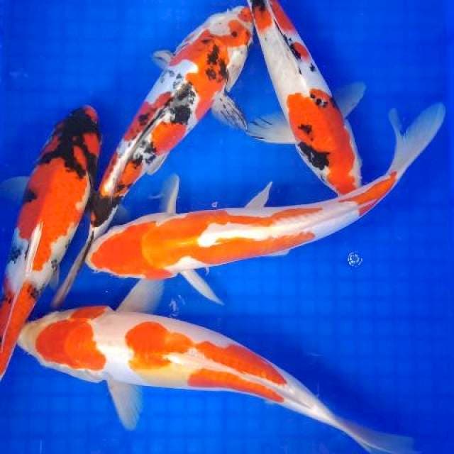 Mix koi 30 up