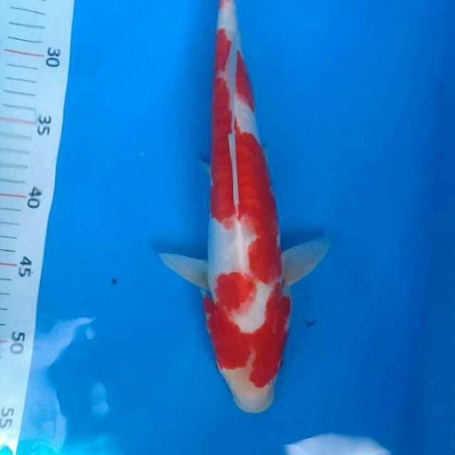 kohaku ara goke