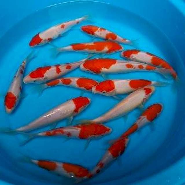 MIX 15 EKOR 15 CM AN