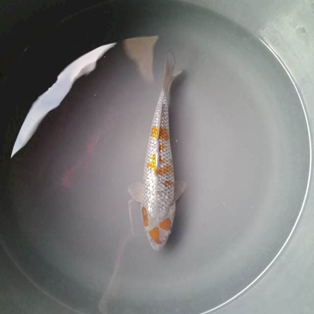 OCHIBA GINRIN 23 Cm