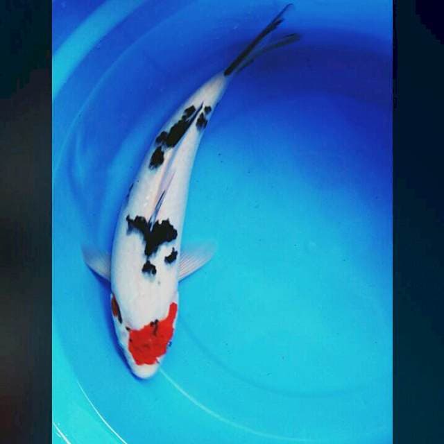 Tancho showa goromo 33cm