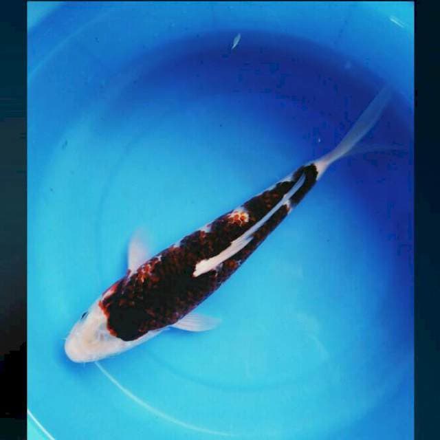 Budo goromo 33cm male
