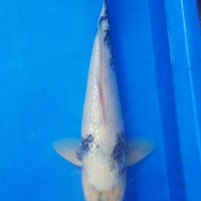 HD KOI