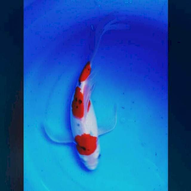 Sanke slayer 29cm